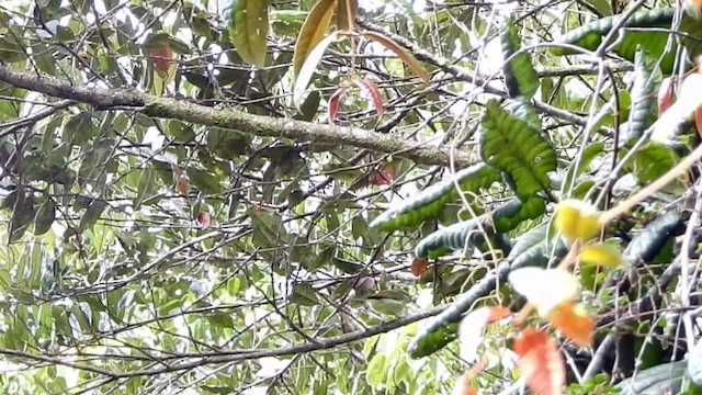 Island Leaf Warbler (New Guinea) - ML201622921