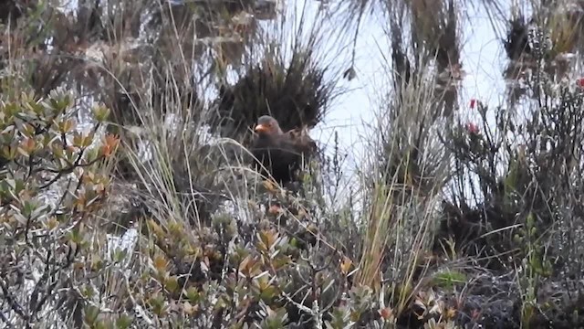 Island Thrush (Jayawijaya) - ML201622931