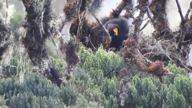 Macgregor's Honeyeater - ML201623051