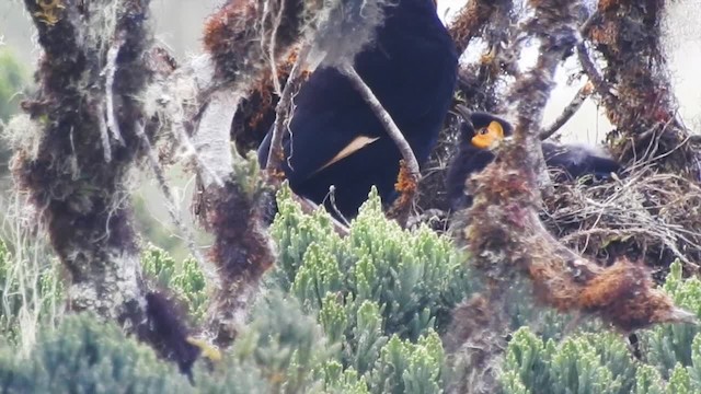 Macgregor's Honeyeater - ML201623061