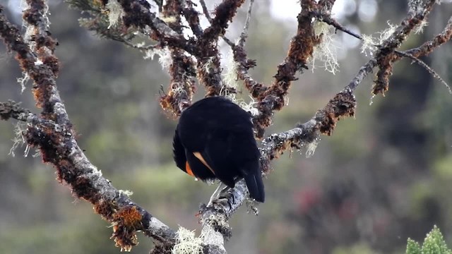 Macgregor's Honeyeater - ML201623071