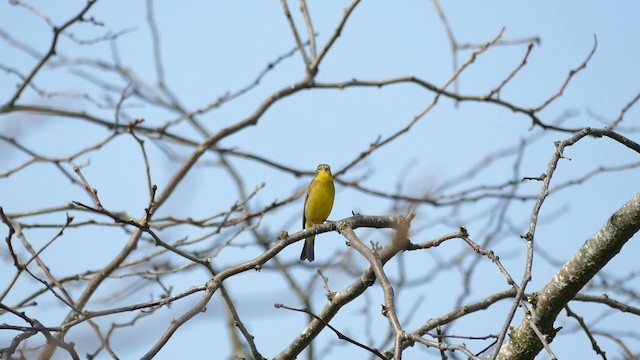 Grassland Yellow-Finch (Grassland) - ML201623101