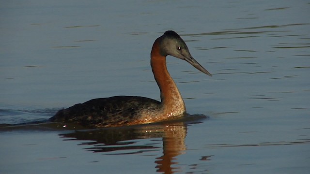 Great Grebe - ML201623151