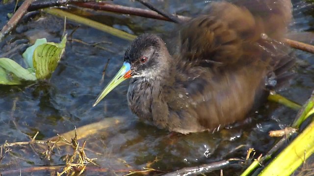 Plumbeous Rail - ML201623161