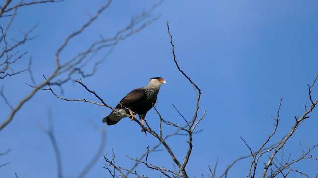 Crested Caracara (Southern) - ML201623171