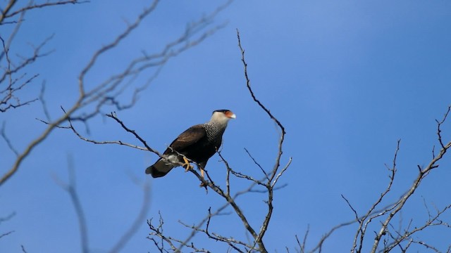 Caracara huppé (plancus) - ML201623171