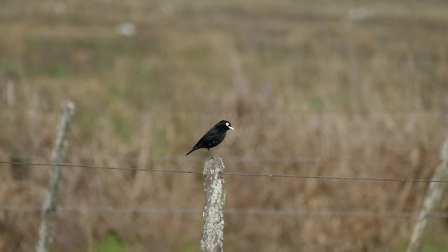 Spectacled Tyrant - ML201623181