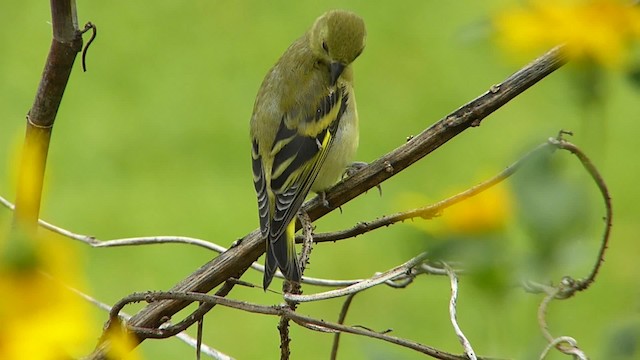 Hooded Siskin - ML201623221