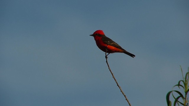 Vermilion Flycatcher (Austral) - ML201623261