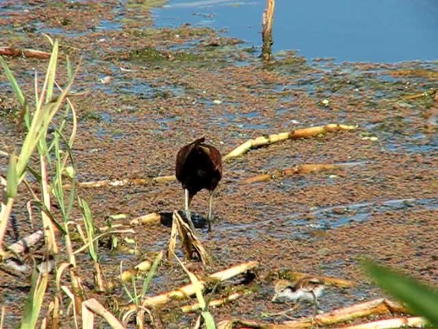 Rotstirn-Blatthühnchen [jacana-Gruppe] - ML201623281