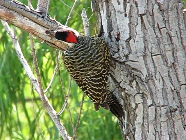 Green-barred Woodpecker (Golden-breasted) - ML201623291