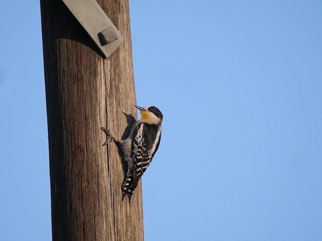 White-fronted Woodpecker - ML201623351