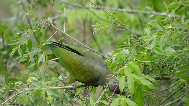 Scaly-headed Parrot - ML201623361