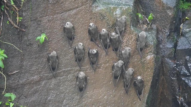 Great Dusky Swift - ML201623371