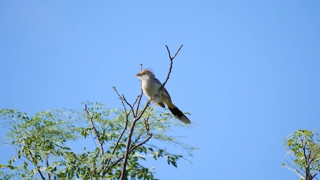 Guira Cuckoo - ML201623401