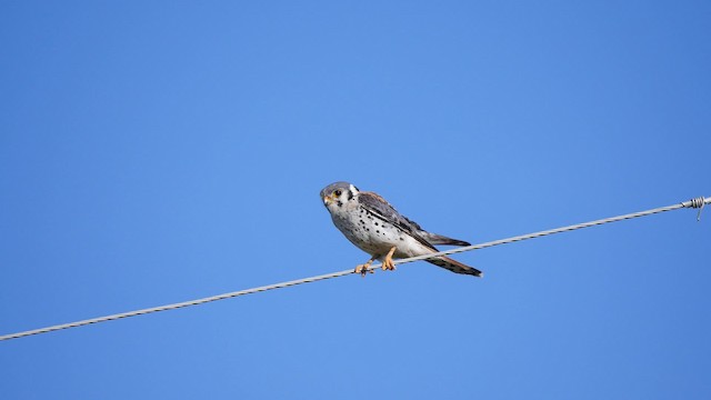 American Kestrel (South American) - ML201623411