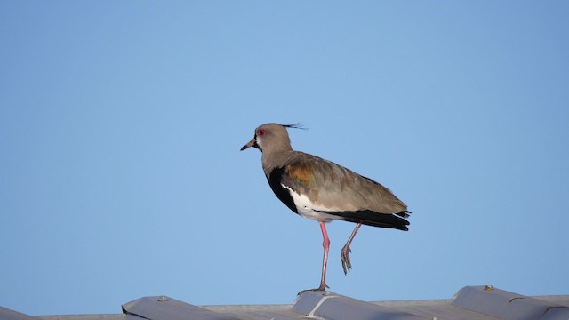 Southern Lapwing (chilensis/fretensis) - ML201623421