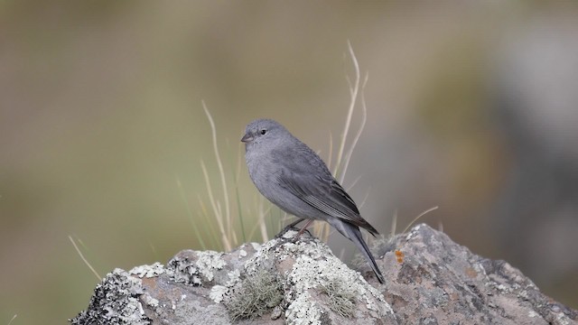 ネズミヤマシトド - ML201623451