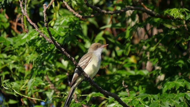 Swainson's Flycatcher (swainsoni Group) - ML201623471