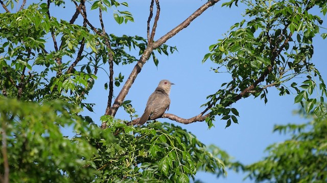 Ash-colored Cuckoo - ML201623491