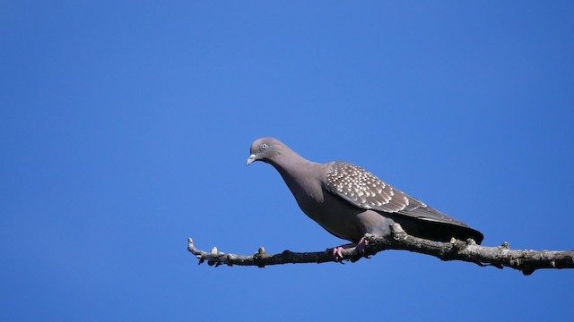 Spot-winged Pigeon (maculosa) - ML201623521