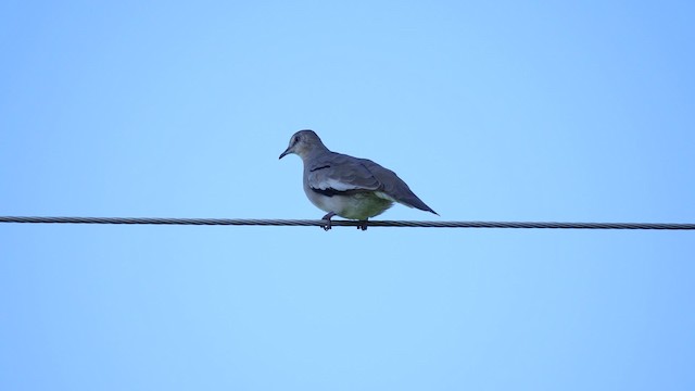 Picui Ground Dove - ML201623531