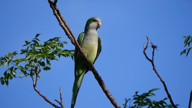 Monk Parakeet (Monk) - ML201623541