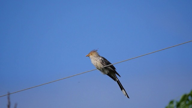 Guira Cuckoo - ML201623561