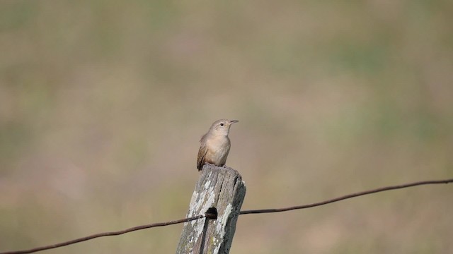 House Wren (Southern) - ML201623571