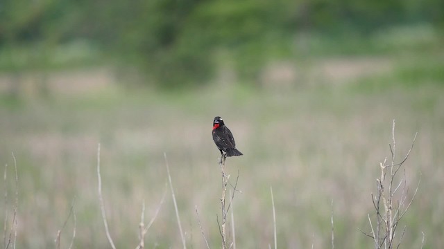 White-browed Meadowlark - ML201623581