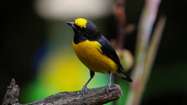 Purple-throated Euphonia - ML201623591