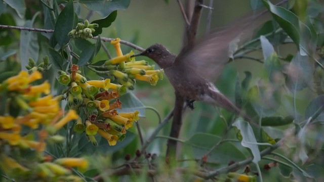 Colibrí Gigante - ML201623601