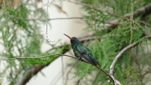kolibřík lesklobřichý - ML201623611