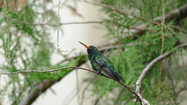 Glittering-bellied Emerald - ML201623611