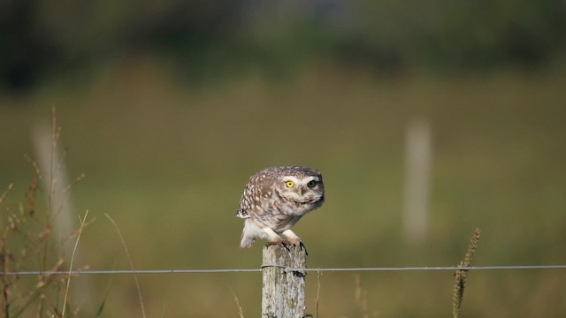 Burrowing Owl - ML201623621