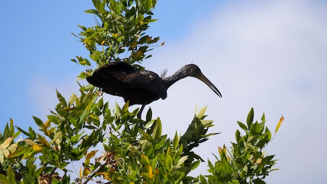 Limpkin (Brown-backed) - ML201623641