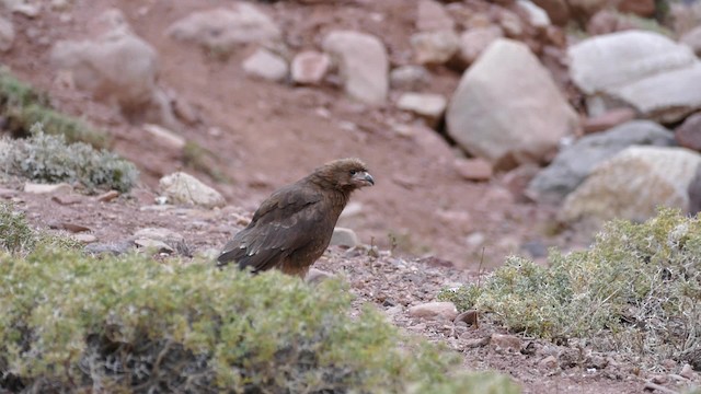 Mountain Caracara - ML201623651