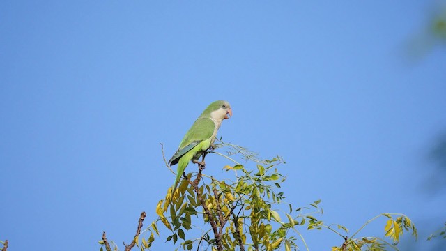 Monk Parakeet (Monk) - ML201623661