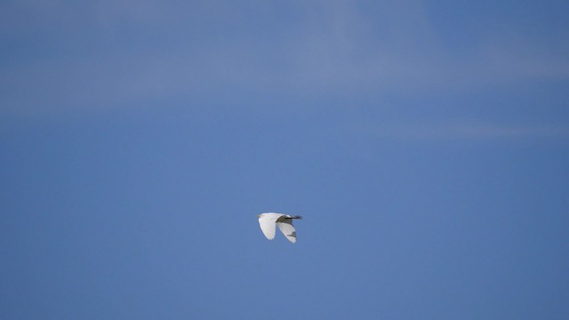 Héron garde-boeufs - ML201623691