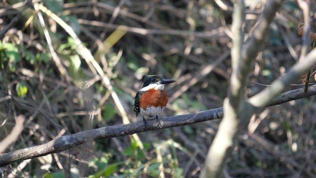 Martin-pêcheur vert - ML201623701