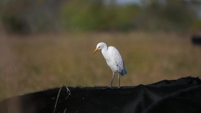 Héron garde-boeufs - ML201623711