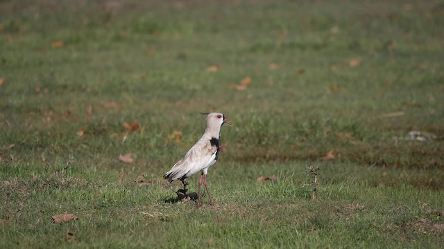 Vanneau téro (lampronotus) - ML201623721