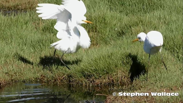 Plumed Egret - ML201623731