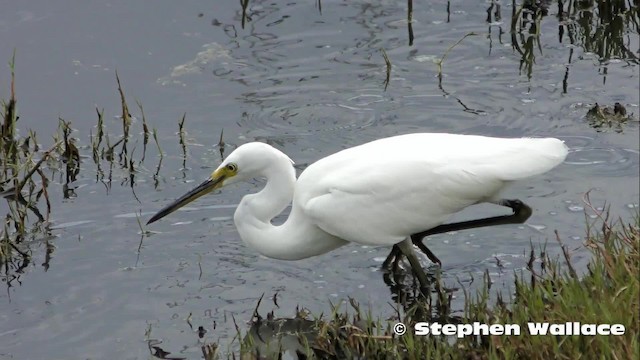 Little Egret (Australasian) - ML201623741