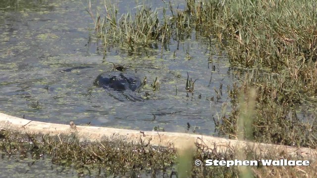 Little Pied Cormorant - ML201623751