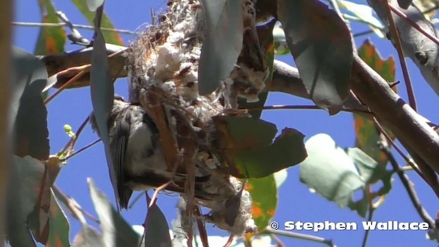 Western Gerygone - ML201623761