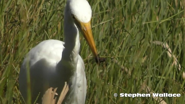 オーストラリアチュウサギ - ML201623781