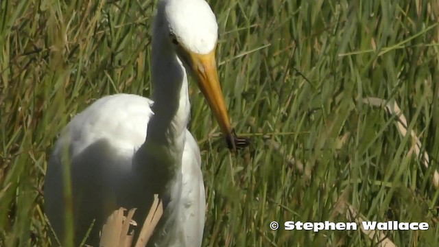 Plumed Egret - ML201623781