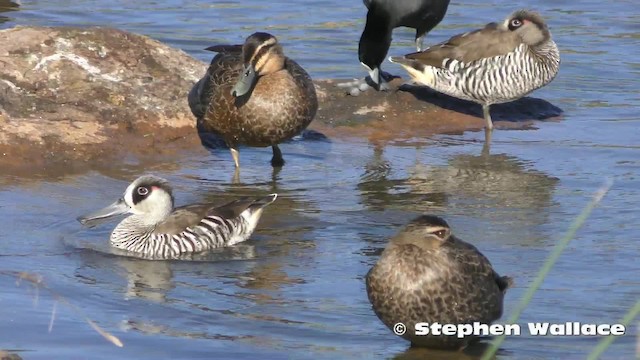 Pink-eared Duck - ML201623791