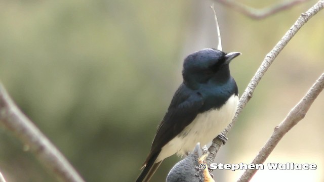 Satin Flycatcher - ML201623801